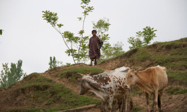 Kashmir News Weekly Roundup: 11/20-11/27